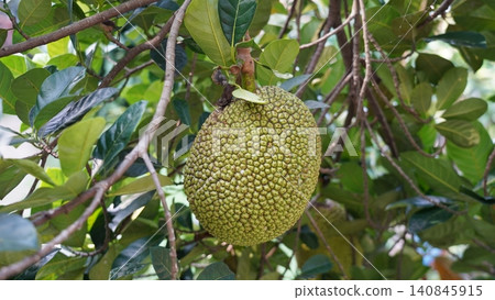 Jackfruit Hanging from a Tree Tropical Fruit Jackfruit Hanging from a Tree Tropical Fruit 140845915