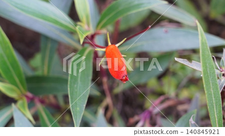 Beautiful Lipstick Plant Aeschynanthus in Bloom Beautiful Lipstick Plant Aeschynanthus in Bloom 140845921