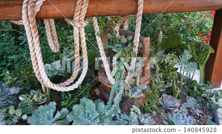 Succulent Garden Display with Ropes and Wooden Structure Succulent Garden Display with Ropes and Wooden Structure 140845928