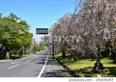 Hiyoshi Baba (prefectural road) in front of the gate of Hiyoshi Taisha Shrine in Otsu City, Shiga Prefecture, and a weeping cherry tree in full bloom. Hiyoshi Baba (prefectural road) in front of the gate of Hiyoshi Taisha Shrine in Otsu City, Shiga Prefecture, and a weeping cherry tree in full bloom. 140846044