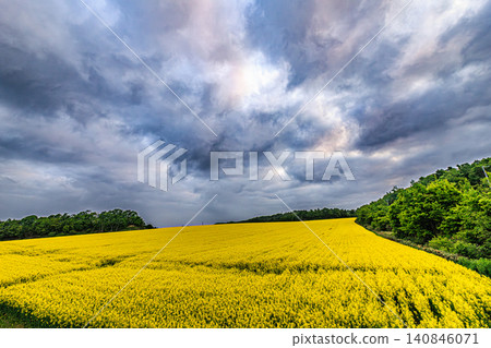 The Hokkaido landscape, with its dramatic sky, golden rape blossoms, and simple, straight road, is truly impressive. The Hokkaido landscape, with its dramatic sky, golden rape blossoms, and simple, straight road, is truly impressive. 140846071