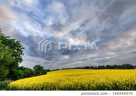 The vibrant yellow of the rapeseed blossoms and the beautifully undulating clouds create a striking contrast in the Abira Town rapeseed field in early summer. The vibrant yellow of the rapeseed blossoms and the beautifully undulating clouds create a striking contrast in the Abira Town rapeseed field in early summer. 140846074