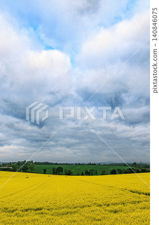 Vast fields of rapeseed flowers and gently winding unpaved roads in Abira Town, Hokkaido, herald the refreshing early summer. Vast fields of rapeseed flowers and gently winding unpaved roads in Abira Town, Hokkaido, herald the refreshing early summer. 140846075