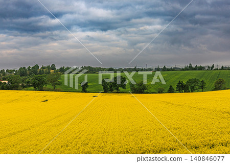 A beautiful spring scene in Abira Town, Hokkaido, with an endless carpet of rapeseed flowers and a single road stretching through the fields. A beautiful spring scene in Abira Town, Hokkaido, with an endless carpet of rapeseed flowers and a single road stretching through the fields. 140846077