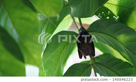 Bat Hanging Upside Down from a Tree Branch 140846223