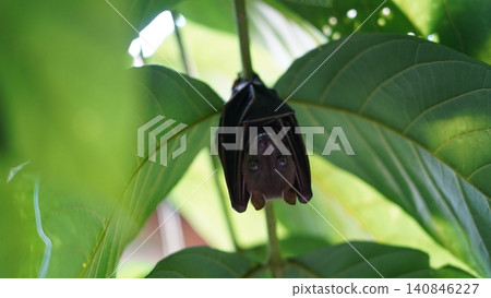 Cute Flying Fox Hanging Upside Down in Lush Green Tree Cute Flying Fox Hanging Upside Down in Lush Green Tree 140846227