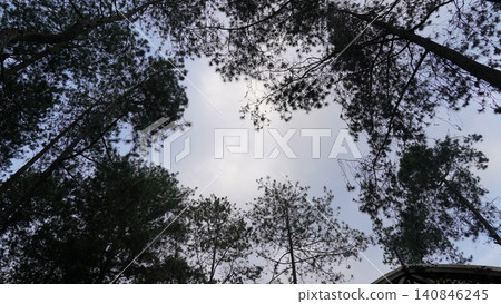 Looking Up Through the Pines Canopy Forest View Looking Up Through the Pines Canopy Forest View 140846245