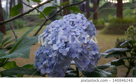 Blue Hydrangea Blossoms in a Forest Setting 140846248