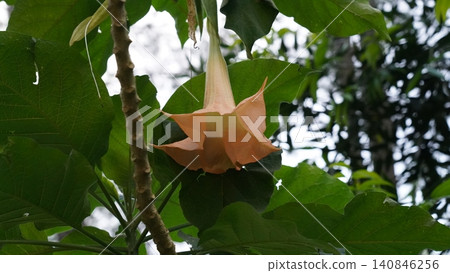 Beautiful Angels Trumpet Flower in Bloom Nature Scene Beautiful Angels Trumpet Flower in Bloom Nature Scene 140846256