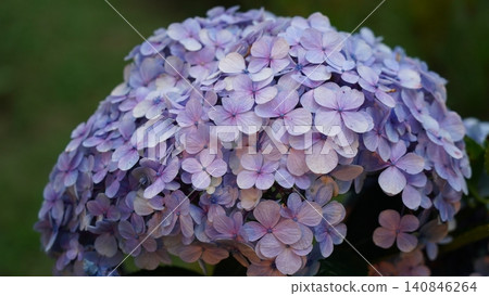 Purple Hydrangea Bloom Close Up Floral Photography Purple Hydrangea Bloom Close Up Floral Photography 140846264