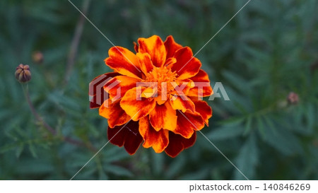 Beautiful Marigold Flower Close Up Blooming 140846269