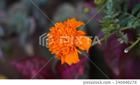 Beautiful orange marigold flower close up floral beauty Beautiful orange marigold flower close up floral beauty 140846278