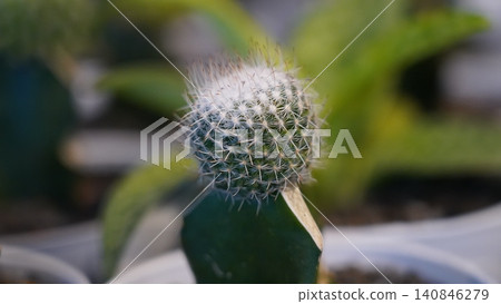 Mammillaria cactus close up botanical photography Mammillaria cactus close up botanical photography 140846279