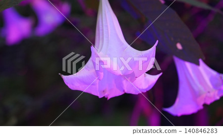 Beautiful Angel Trumpet Flower in Bloom Night Scene Beautiful Angel Trumpet Flower in Bloom Night Scene 140846283