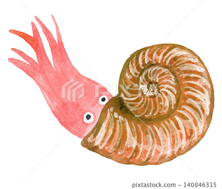 Ammonite painted in watercolor Ammonite painted in watercolor 140846315