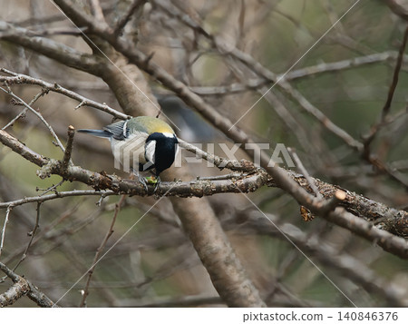 Tits fringing on branches Tits fringing on branches 140846376