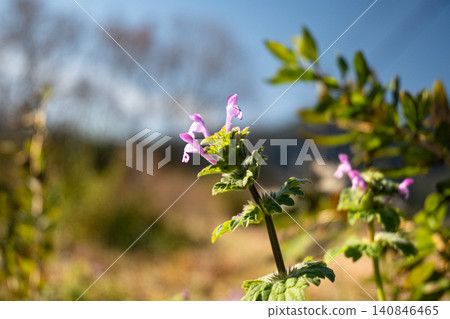 Purple amplexicaule blooming in a spring field Purple amplexicaule blooming in a spring field 140846465