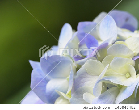 A close-up of pale blue hydrangeas blooming at Myohonji Temple in Kamakura. A close-up of pale blue hydrangeas blooming at Myohonji Temple in Kamakura. 140846492