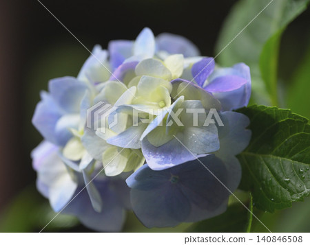 A close-up of pale blue hydrangeas blooming at Myohonji Temple in Kamakura. A close-up of pale blue hydrangeas blooming at Myohonji Temple in Kamakura. 140846508