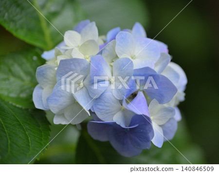 鎌倉妙本寺盛開的淡藍色繡球花的特寫。 140846509