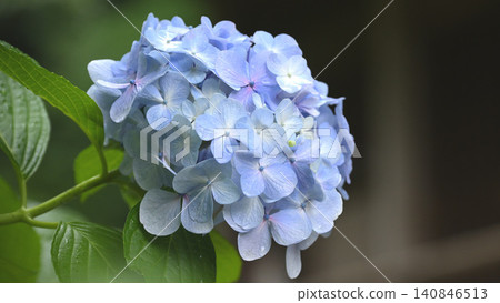 A close-up of pale blue hydrangeas blooming at Myohonji Temple in Kamakura. 140846513