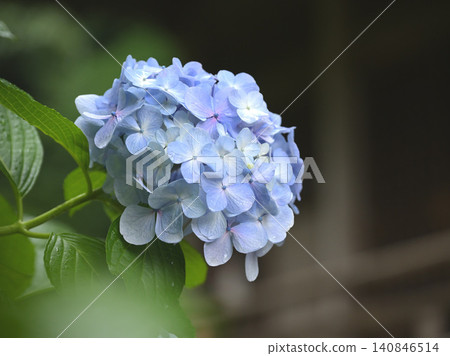 A close-up of pale blue hydrangeas blooming at Myohonji Temple in Kamakura. A close-up of pale blue hydrangeas blooming at Myohonji Temple in Kamakura. 140846514