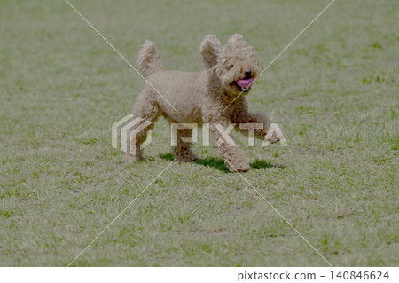 玩具貴賓犬在田野裡玩耍 玩具貴賓犬在田野裡玩耍 140846624