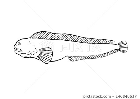 Line drawing illustration of a wolf eel Line drawing illustration of a wolf eel 140846637