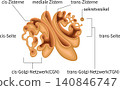 Anatomical diagram of the Golgi apparatus (in German) 140846747