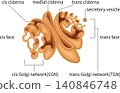 Anatomical diagram of the Golgi apparatus (in English) 140846748