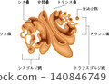 Anatomical diagram of the Golgi apparatus (in Japanese) 140846749