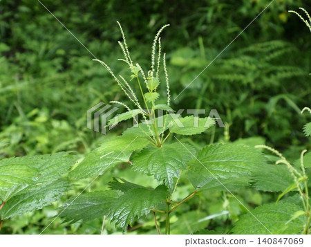 日本菥蓂(Boehmeria japonica)細長的花穗上已經開始開花了。 日本菥蓂(Boehmeria japonica)細長的花穗上已經開始開花了。 140847069