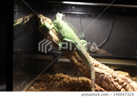 巨型蜥蜴 巨型蜥蜴 140847329