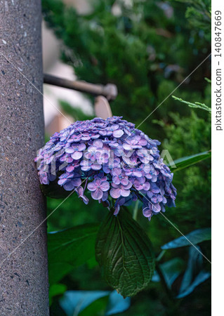 開花在路旁的八仙花屬 開花在路旁的八仙花屬 140847669