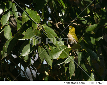 Japanese white-eye hiding in the hedge Japanese white-eye hiding in the hedge 140847675