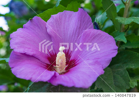 Bright purple pink large flower bud of the Hibiscus syriac tree Hibiscus syriacus of the mallow family, close-up against the green crown of the leaves. Photo for the botanical album Bright purple pink large flower bud of the Hibiscus syriac tree Hibiscus syriacus of the mallow family, close-up against the green crown of the leaves. Photo for the botanical album 140847819