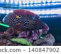 A fish adorned with blue jewels 140847902