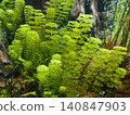 A swaying green illusion 140847903