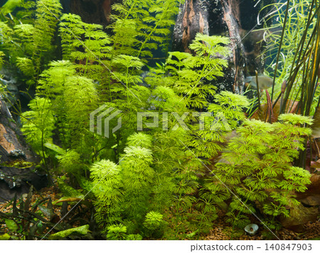 A swaying green illusion A swaying green illusion 140847903