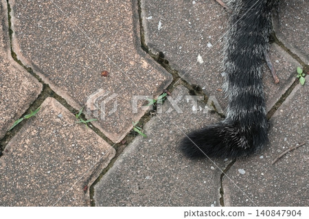 The image shows a cat's tail that is broken, with the tip shaped like the letter L. The image shows a cat's tail that is broken, with the tip shaped like the letter L. 140847904