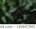 Background image of garden bushes with a gap revealing the ground. 140847905