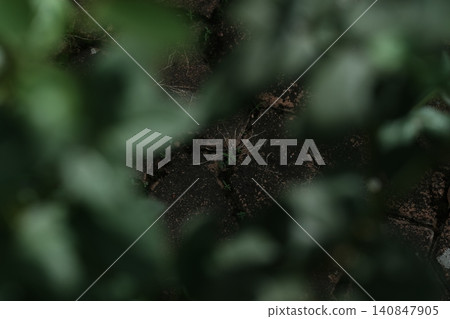 Background image of garden bushes with a gap revealing the ground. Background image of garden bushes with a gap revealing the ground. 140847905