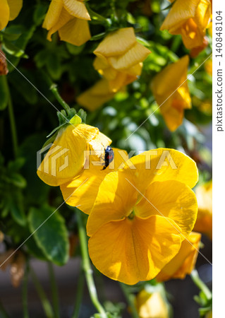 Close-up of insects that have flown to spring flowers Close-up of insects that have flown to spring flowers 140848104