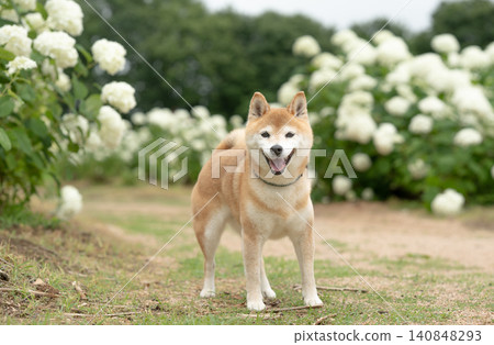 一隻可愛的柴犬在繡球花田裡玩耍——柴犬茜 一隻可愛的柴犬在繡球花田裡玩耍——柴犬茜 140848293