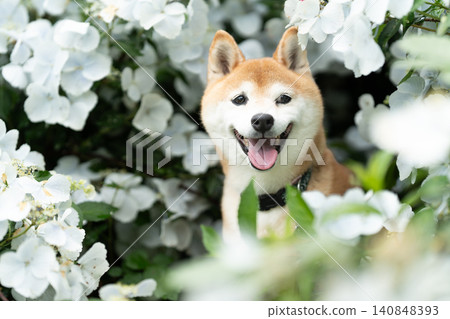 A smiling Shiba Inu among white flowers - Cute Shiba Inu - Akane Shiba Inu A smiling Shiba Inu among white flowers - Cute Shiba Inu - Akane Shiba Inu 140848393