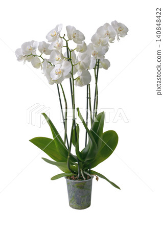 White phalaenopsis orchid in transparent pot isolated on white background White phalaenopsis orchid in transparent pot isolated on white background 140848422