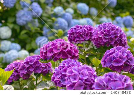 Light purple Hydrangea macrophylla blooms with blue hortensia blurred background Light purple Hydrangea macrophylla blooms with blue hortensia blurred background 140848428
