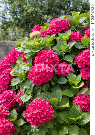 Showy red Hydrangea macrophylla blooms on ornamental garden shrub Showy red Hydrangea macrophylla blooms on ornamental garden shrub 140848429