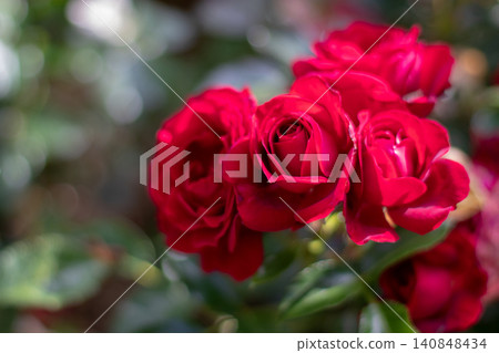 Red rose flowers in a small bunch with soft garden bokeh 140848434
