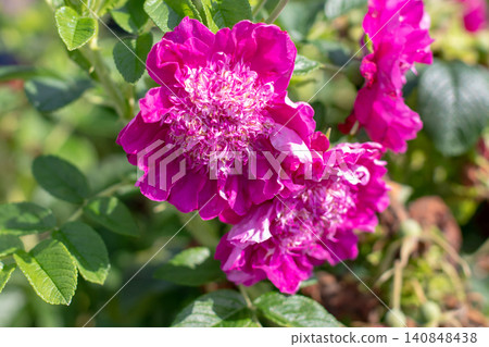 Red violet rugosa hybrid rose flowers with peony like blooms Red violet rugosa hybrid rose flowers with peony like blooms 140848438